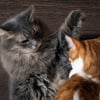 Illustration : Les conflits entre chats
