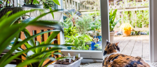 Illustration : "Les plantes dangereuses et toxiques pour le chat"