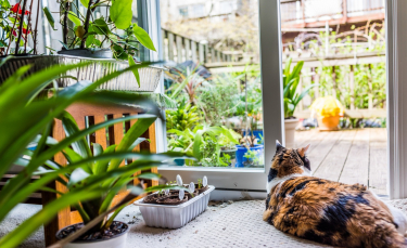 Illustration : "Les plantes dangereuses et toxiques pour le chat"