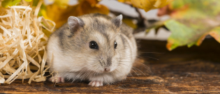 Illustration : "Quel hamster choisir ?"