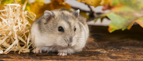Illustration : "Quel hamster choisir ?"