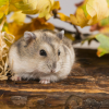 Illustration : Quel hamster choisir ?