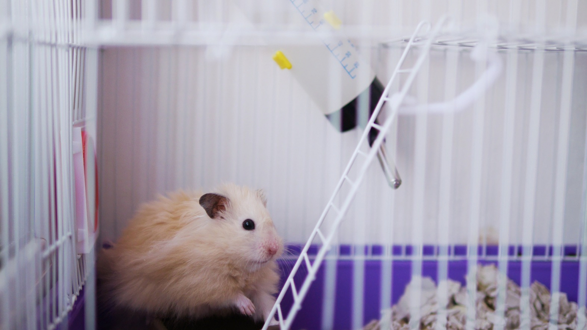 Illustration : "Choisir une cage pour son hamster"