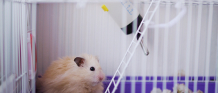 Illustration : "Choisir une cage pour son hamster"