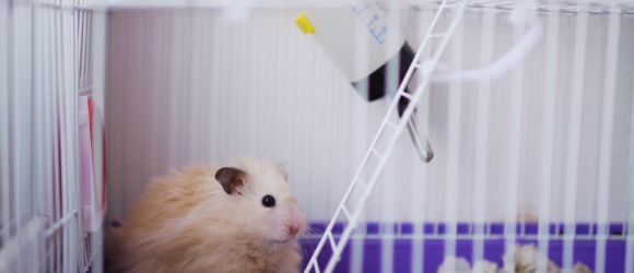 Illustration : "Choisir une cage pour son hamster"