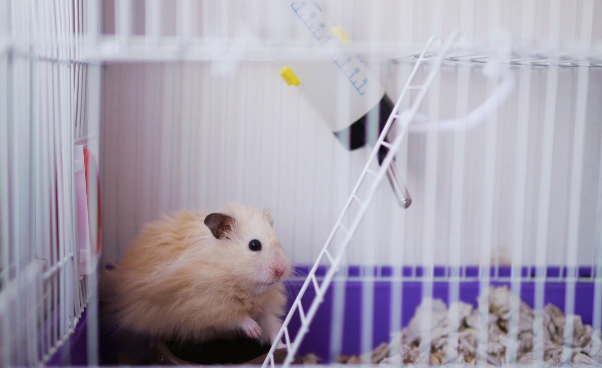 Illustration : "Choisir une cage pour son hamster"