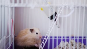 Illustration : Choisir une cage pour son hamster