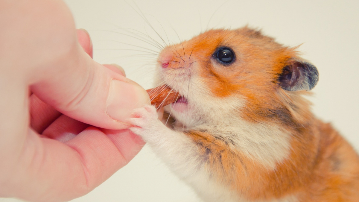 Illustration : "Nourrir un hamster"