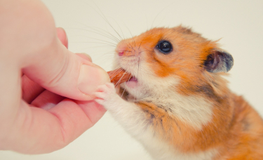 Illustration : "Nourrir un hamster"