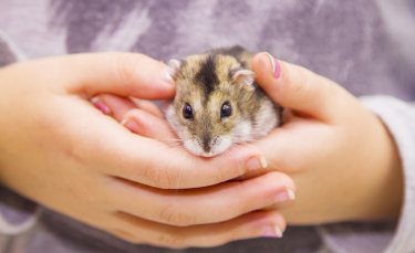 Illustration : "Comment apprivoiser un hamster ?"