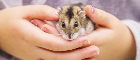 Illustration : "Comment apprivoiser un hamster ?"