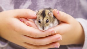 Bébé Curieux Mignon Drôle Jouant Sous Le Lit Avec Le Hamster De