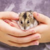 Illustration : Comment apprivoiser un hamster ?