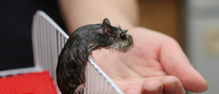 Illustration : "Les maladies courantes du hamster"