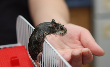 Illustration : "Les maladies courantes du hamster"