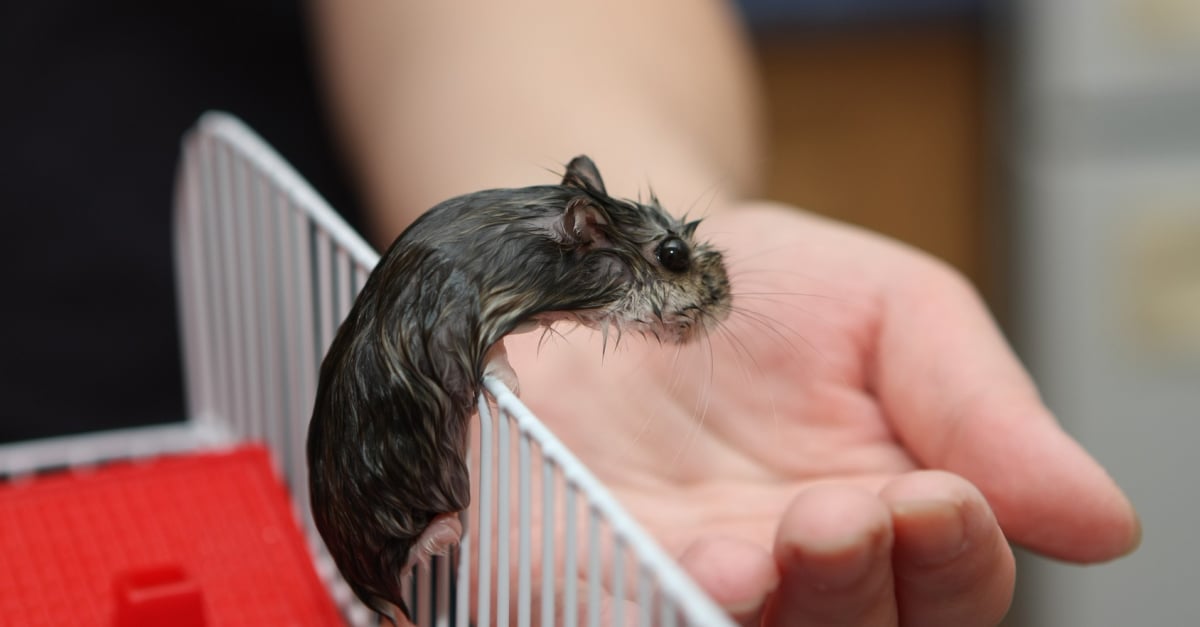 Les Maladies Courantes Du Hamster Symptomes Et Traitements
