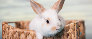 Illustration : "Quel lapin choisir ?"