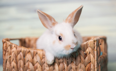 Illustration : "Quel lapin choisir ?"