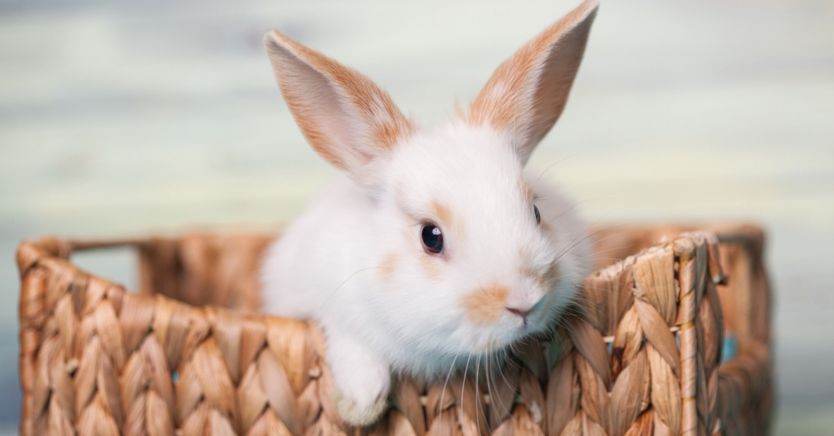 Choisir un lapin domestique : lequel est fait pour vous ?