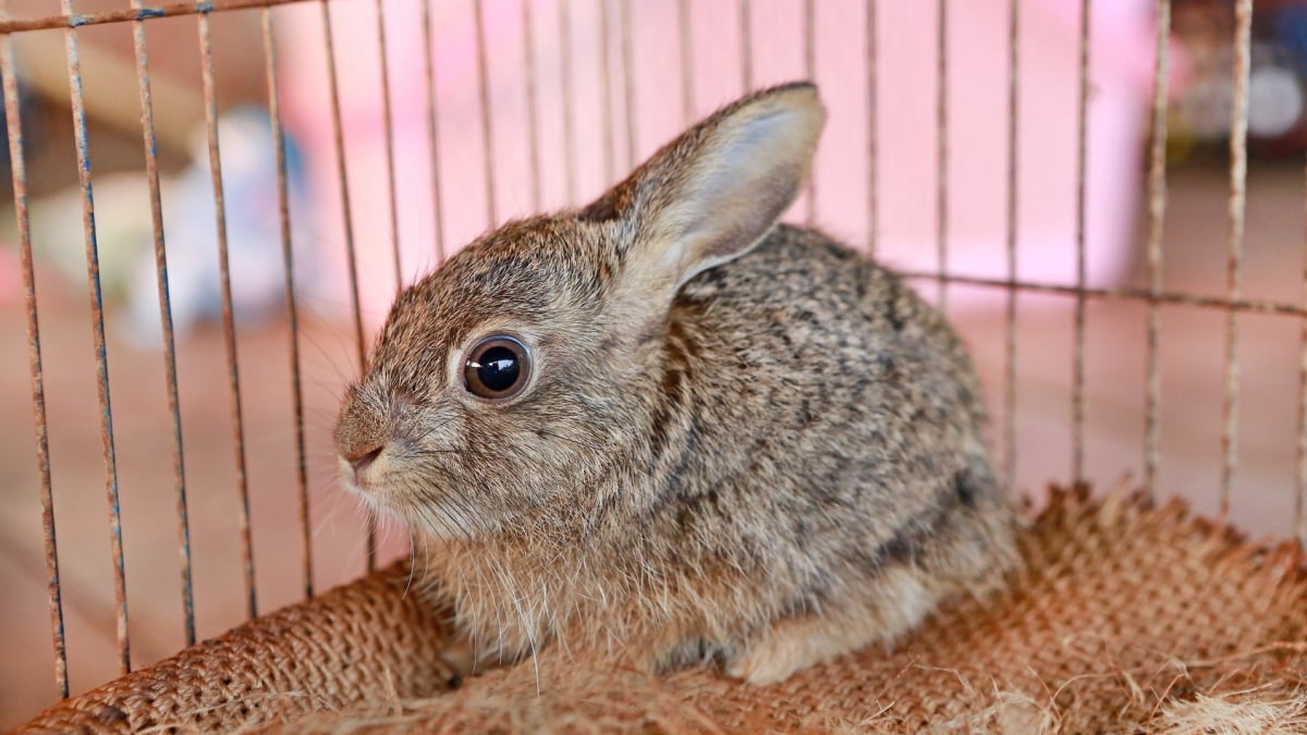 Illustration : "Choisir une cage pour son lapin"