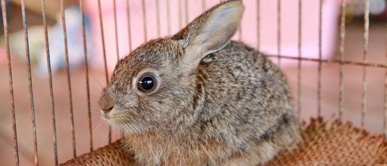 Illustration : "Choisir une cage pour son lapin"