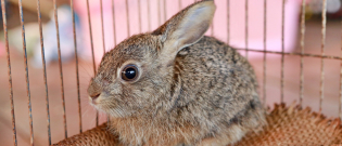 Illustration : "Choisir une cage pour son lapin"
