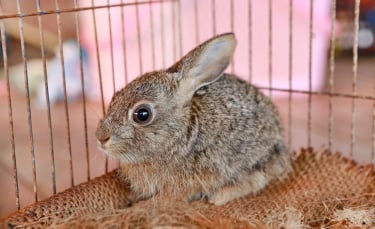 Illustration : "Choisir une cage pour son lapin"