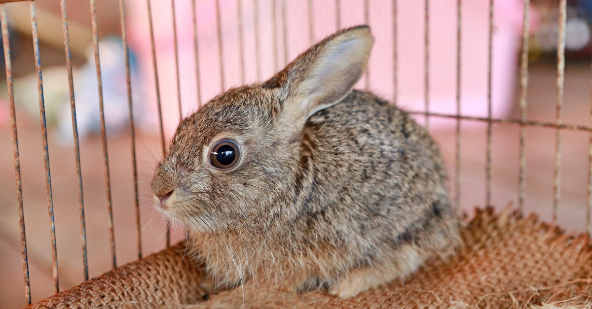 La Cage Pour Lapin Quel Modele Choisir