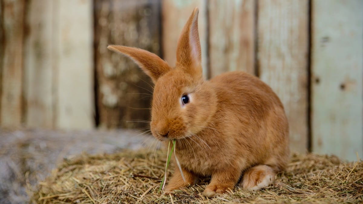 Illustration : "Nourrir un lapin "