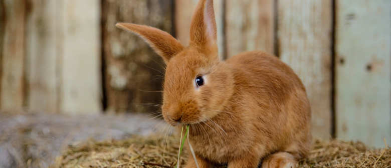Illustration : "Nourrir un lapin "