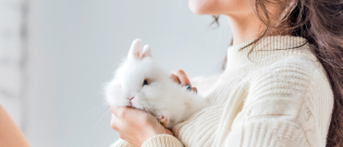 Illustration : "Comment apprivoiser un lapin ?"
