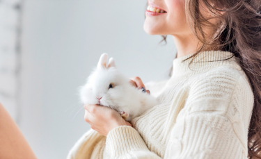 Illustration : "Comment apprivoiser un lapin ?"