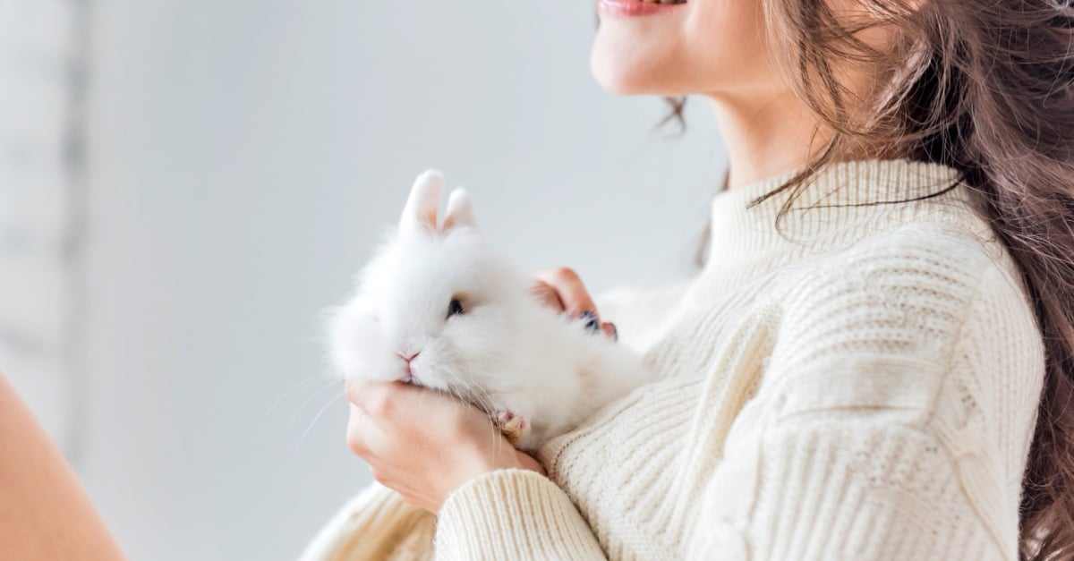 Élever un lapin nain à la maison : conseils et bonnes pratiques