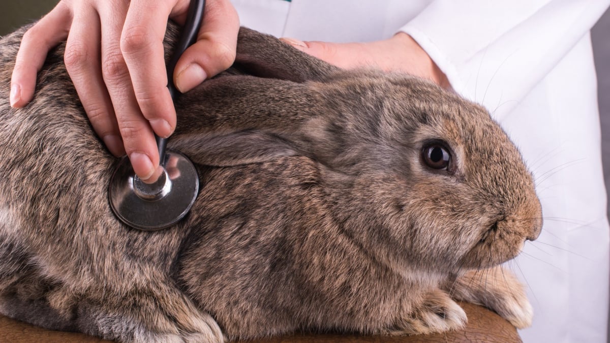 Illustration : "Les maladies courantes du lapin"