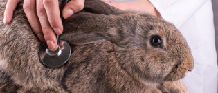 Illustration : "Les maladies courantes du lapin"