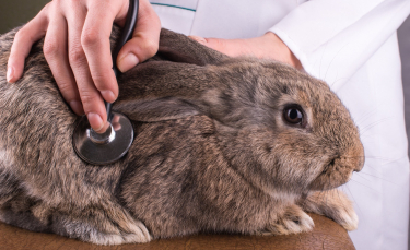 Illustration : "Les maladies courantes du lapin"