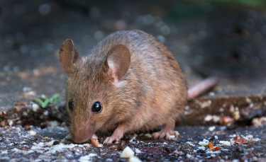 Illustration : "Quelle cage choisir pour votre souris ?"