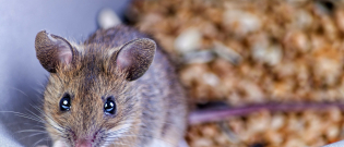 Illustration : "Nourrir une souris"