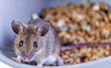 Illustration : "Nourrir une souris"