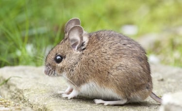 Illustration : "Comment apprivoiser une souris ?"