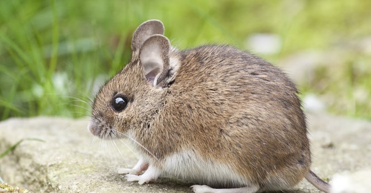 Comment apprendre à apprivoiser une souris ? - Nos astuces
