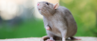 Illustration : "Quel rat choisir ?"