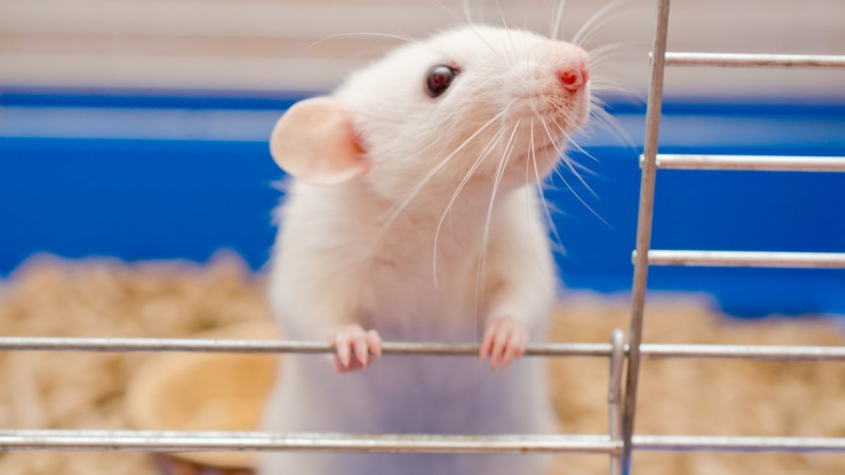 Illustration : "Choisir une cage pour son rat"
