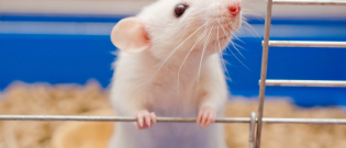Illustration : "Choisir une cage pour son rat"