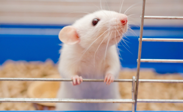 Illustration : "Choisir une cage pour son rat"