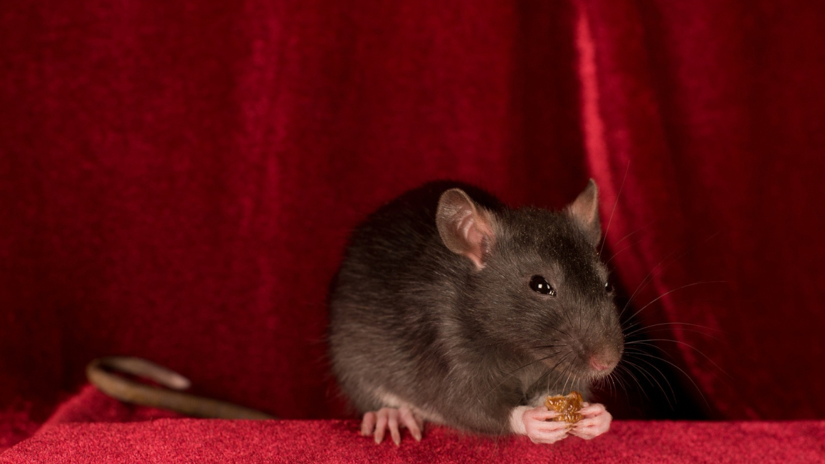 Illustration : "Nourrir un rat"