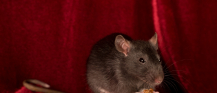 Illustration : "Nourrir un rat"