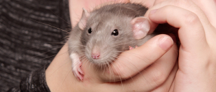 Illustration : "Comment apprivoiser un rat ?"