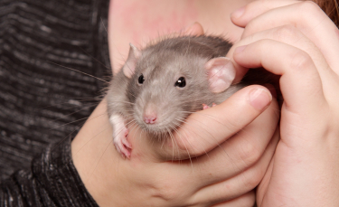 Illustration : "Comment apprivoiser un rat ?"