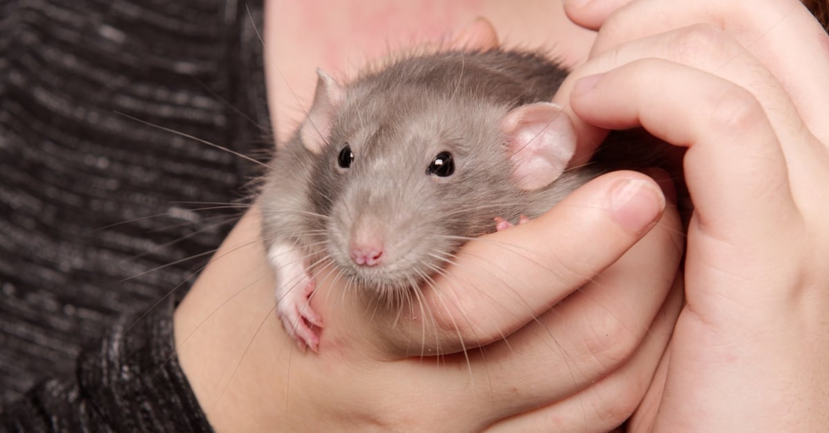 Comment Un Rat Emporte Un Oeuf Comment apprendre à bien apprivoiser son rat